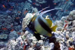 Double batterfly, Red Sea, St'Jones by Dmitry German 